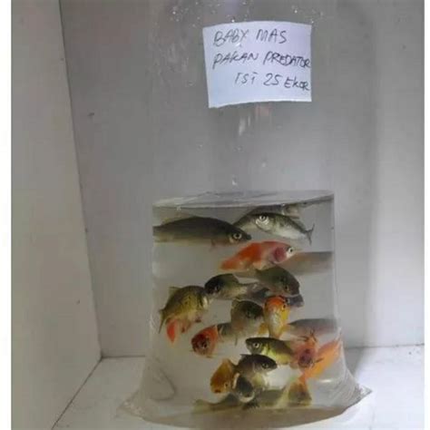 Jual IKAN MAS PAKAN PREDATOR BABY IKAN MAS HIDUP 1 KANTONG Shopee