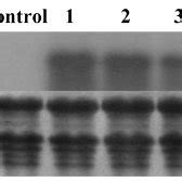 Northern Blot Analyses Of Total RNA Extracted From Transgenic Cucumber