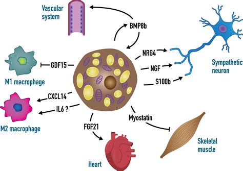 New Insights Into The Secretory Functions Of Brown Adipose Tissue In