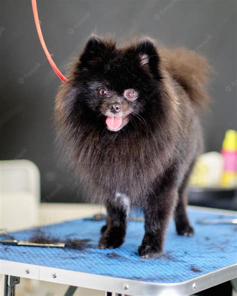 Premium Photo | Black overgrown pomeranian in the dog salon on the ...