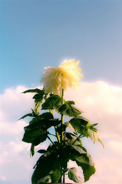 Dandelion Field Wallpaper 4k Photos, Download The BEST Free Dandelion ...