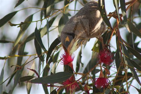 can bird scratching fast 10