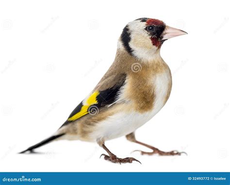 European Goldfinch Carduelis Carduelis Royalty Free Stock Photo