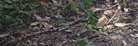 How To Identify Venomous Snakes In Florida Florida Hikes