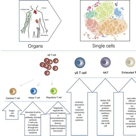 The Key Immune Organs Including Central And Peripheral Immune Organs