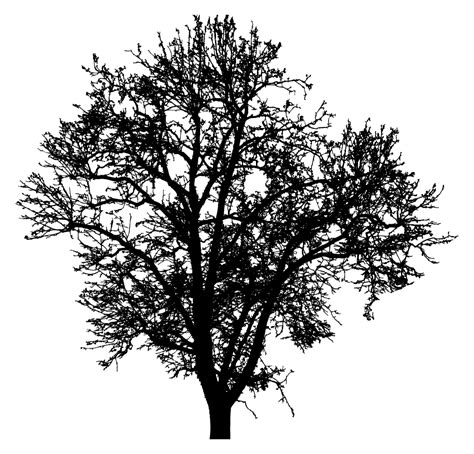 Onlinelabels Clip Art Barren Tree Silhouette 4