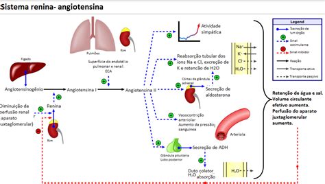 Sistema Urinário Histologia Interativa