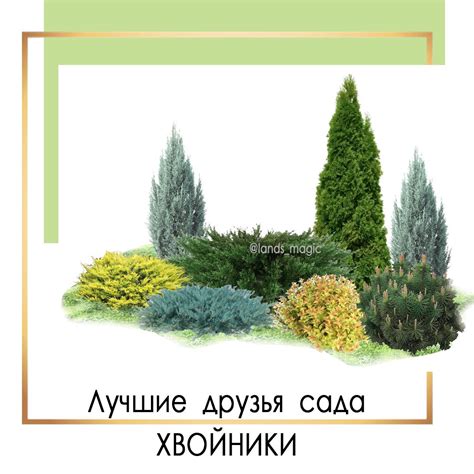 Хвойные растения, схема | Garden, Plants, Magic