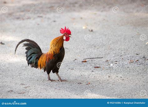 Bantam Chicken , Miniature Poultry Pet. Asian Popular Pets in ...