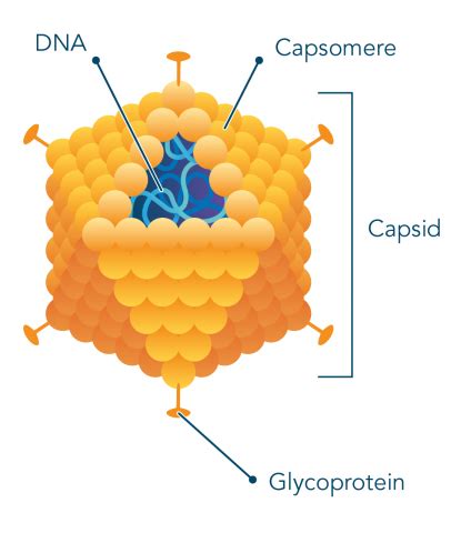 Función de la cápside viral Homo medicus