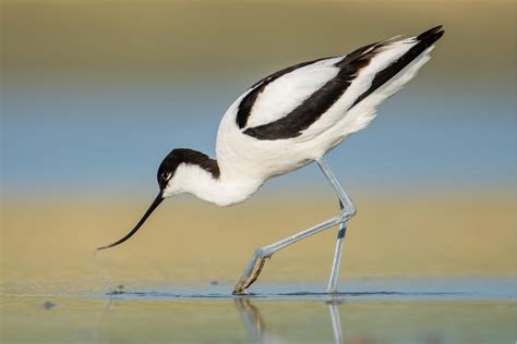 Aves limícolas qué son y ejemplos Resumen