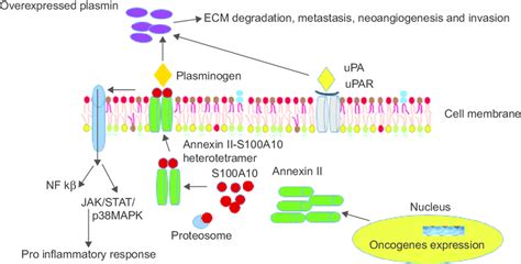 Schematic Representation Of Overexpressed Annexin Iis A