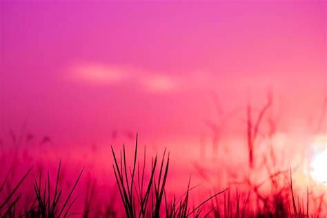 Pink Sunrise Stock Photos, Images and Backgrounds for Free Download