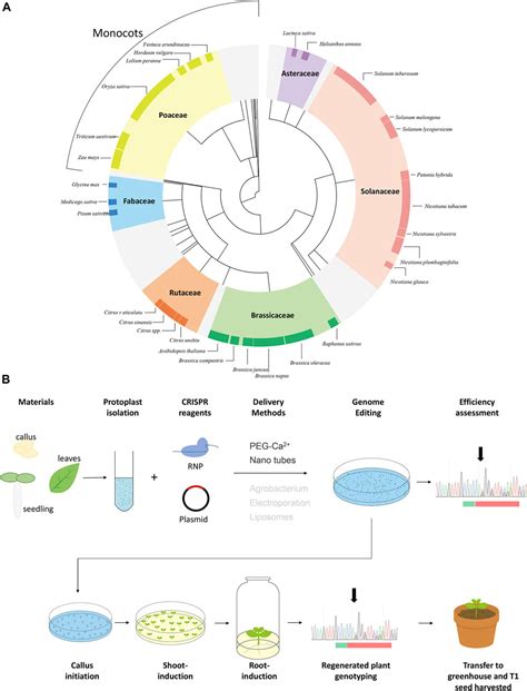 Frontiers Protoplasts From Isolation To Crispr Cas Genome Editing