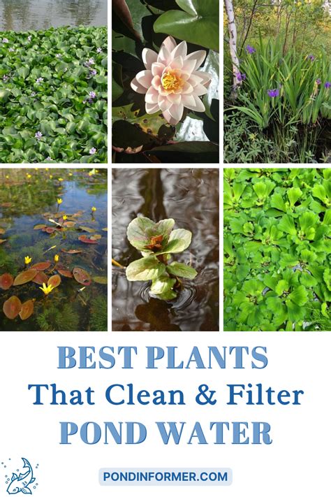 12 Best Plants That Clean Filter Pond Water 2023 Updated Artofit