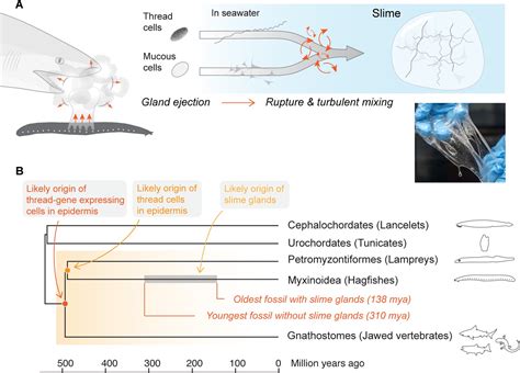 Epidermal Threads Reveal The Origin Of Hagfish Slime Elife