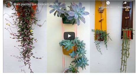 Conhe A As Plantas De F Cil Cultivo E Que Crescem R Pido Cantinho