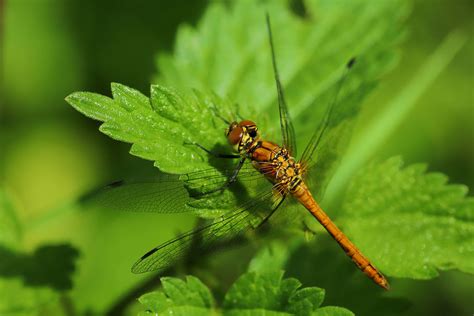 Sympetrum Sanguineum A Male July Fovslet Forest Ko Flickr