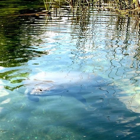 Great Places To See Wild Manatees In Florida Places To See Manatee