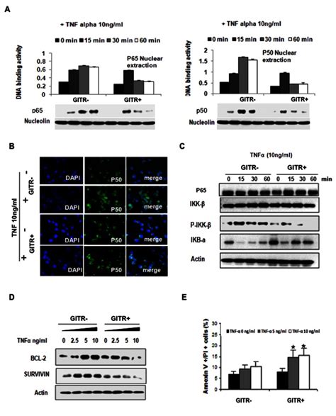 A Effect Of Gitr On Tnf α Induced Nf κb Activation Nf κb Activity Has