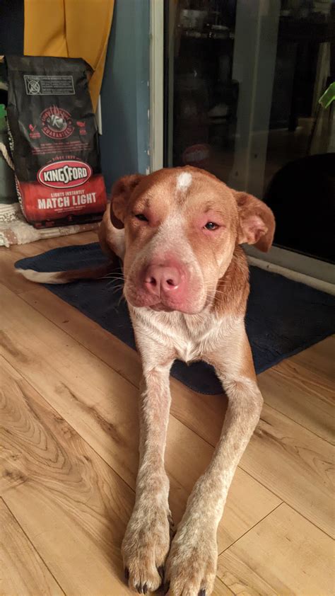 Allergic reaction to vaccines : r/vet