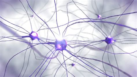 3d Animation Nervous System Nerve Cells Stock Footage Video (100% ...