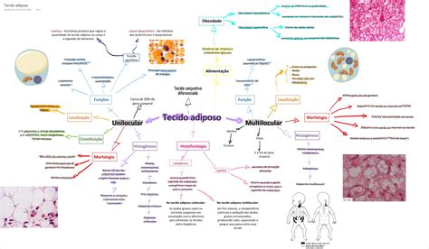 Tecido Adiposo Mapa Mental Brainstack Images And Photos Finder Porn