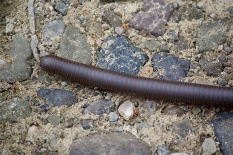 American Giant Millipede Project Noah