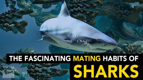 The Fascinating Mating Habits Of Sharks - sharksinfo.com