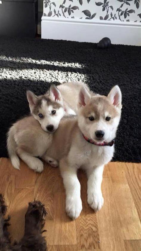 Huskys Brown White Cute Husky Puppy Pet Puppy Really Cute Puppies