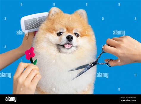 grooming pomeranian dog Stock Photo - Alamy