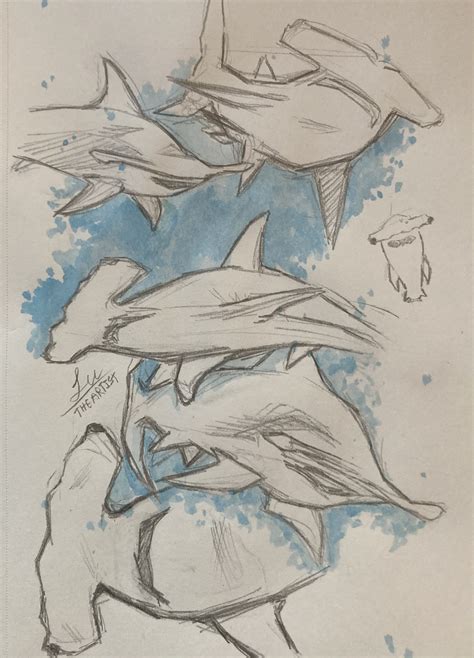 hammerhead drawing 4