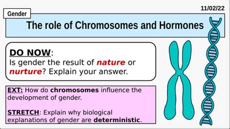 A Level Psychology The Role Of Chromosomes And Hormones On Sex