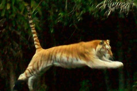 tiger jumping by taznkaz on deviantART