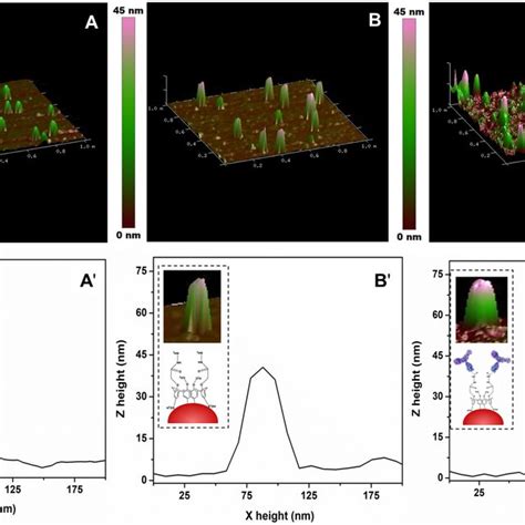 Three Dimensional Atomic Force Microscope AFM Images Of The Substrate