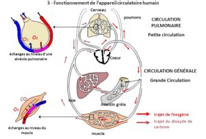 Petite Et Grande Circulation