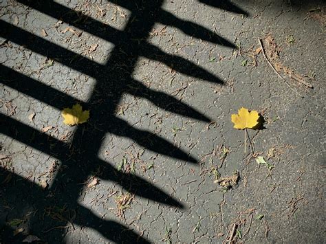 Jay Perry | Trees turning orange