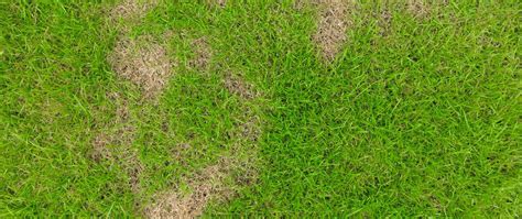 What Are The Signs Of Grubs In Your Lawn Weedex Lawn Care