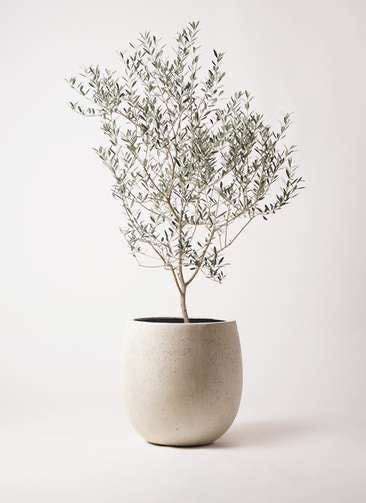 Indoor Olive Tree Potted Olive Tree Olive Plant Indoor Tree Potted