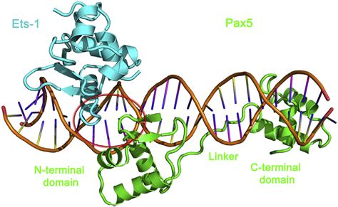 One Context Of Pax5 Binding To DNA Overview Of The Crystal Structure