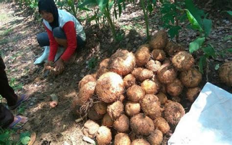 Tanaman Porang Cara Budidaya Dan Manfaatnya