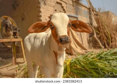 Pakistani Cow Images Stock Photos D Objects Vectors