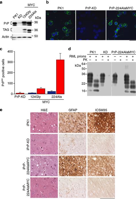 Generation Of Prion Susceptible Cell Lines Expressing Epitope Tagged