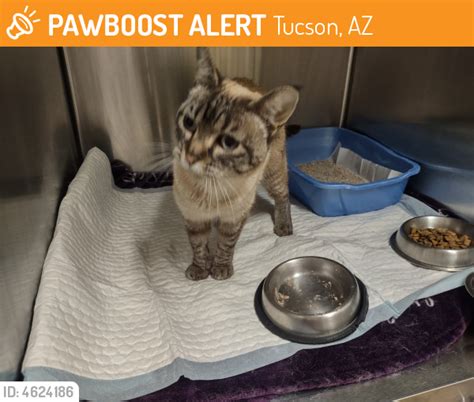 Tucson AZ Stray Female Cat Found Near Golf Links And Kolb PawBoost