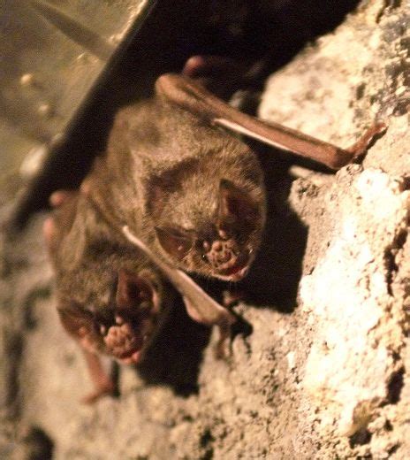 Vampire Bats In Brazil Are Feeding On Humans Study Toronto Sun