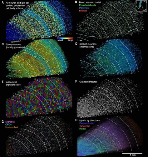 Amazingly Detailed Images Reveal A Single Cubic Millimeter Of Human