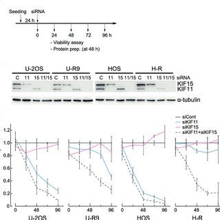 U R Cells Harbor A Frameshift Mutation In One Copy Of The Kif Gene