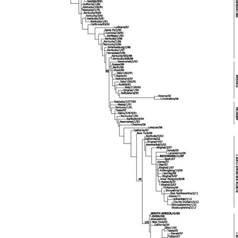 Phylogenetic Analysis Of Ha1 Nucleotide Sequences From South America