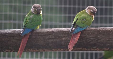 Green Cheek Conure Lifespan: Myths, Facts & Care Tips