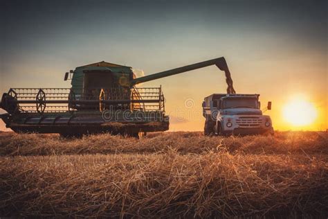 Combine Harvester Machine Working In A Wheat Field At Sunset Stock